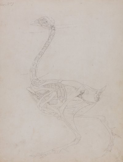 Vergleichende anatomische Darstellung der Struktur des menschlichen Körpers mit der eines Tigers und einer Kuh von George Stubbs